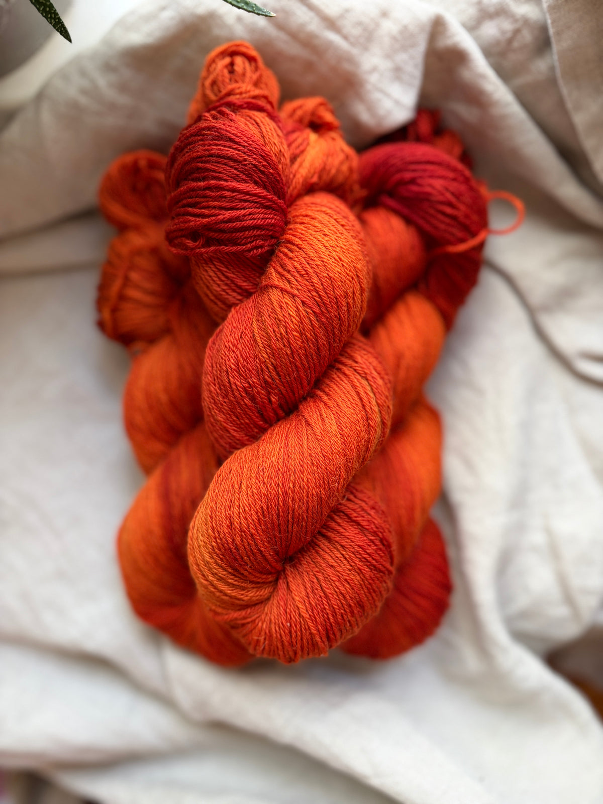 Merino Camel