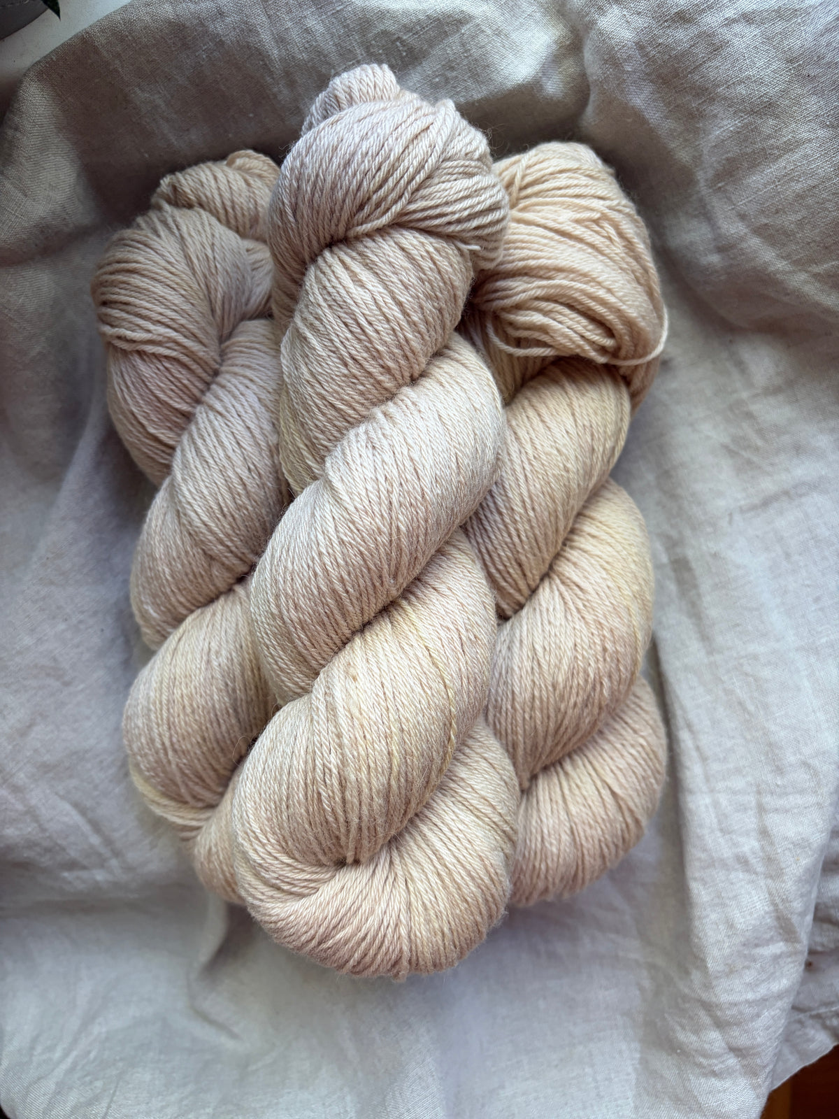 Merino Camel